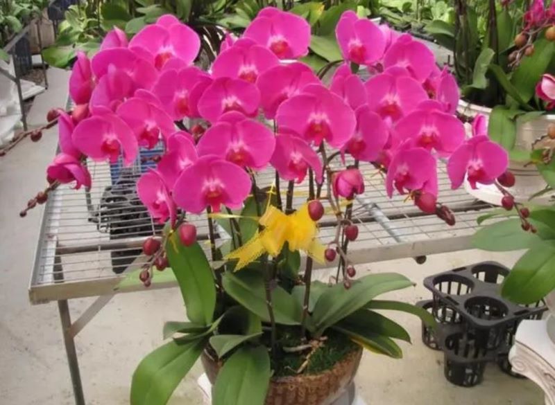 冬天开的花有哪些「冬天开的花有哪些 常见」_6